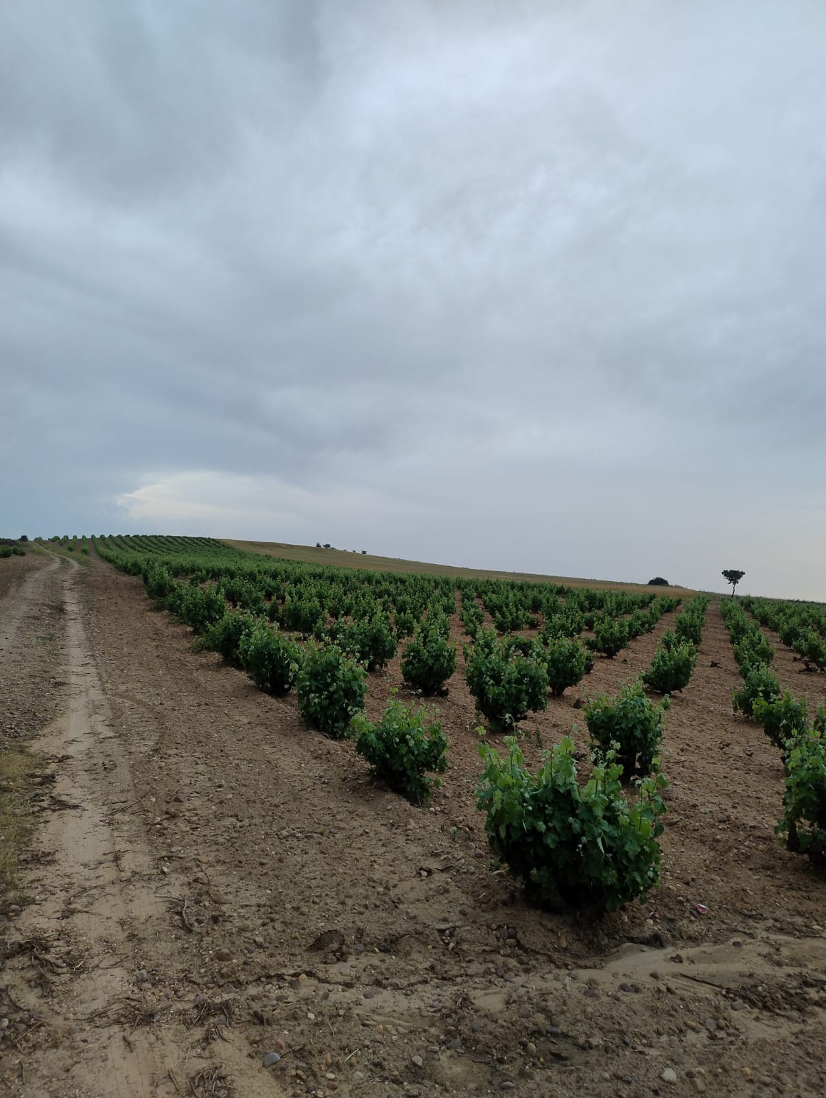 Home Foto Vinedo